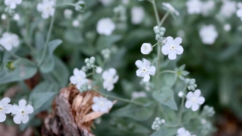 白い忘れな草