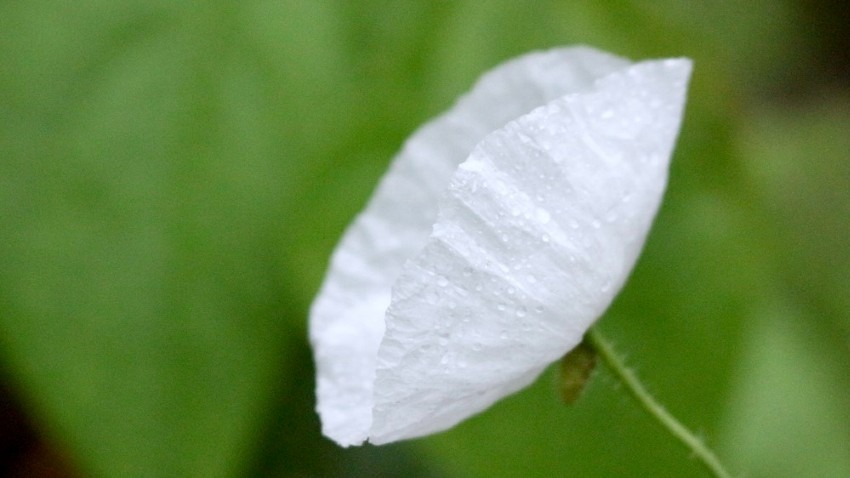 花と雨