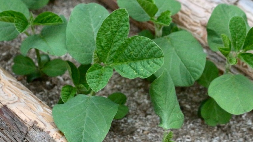 夏の野菜